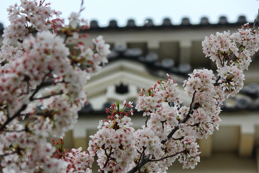 Matsuyama-Castle-cherry-blossom