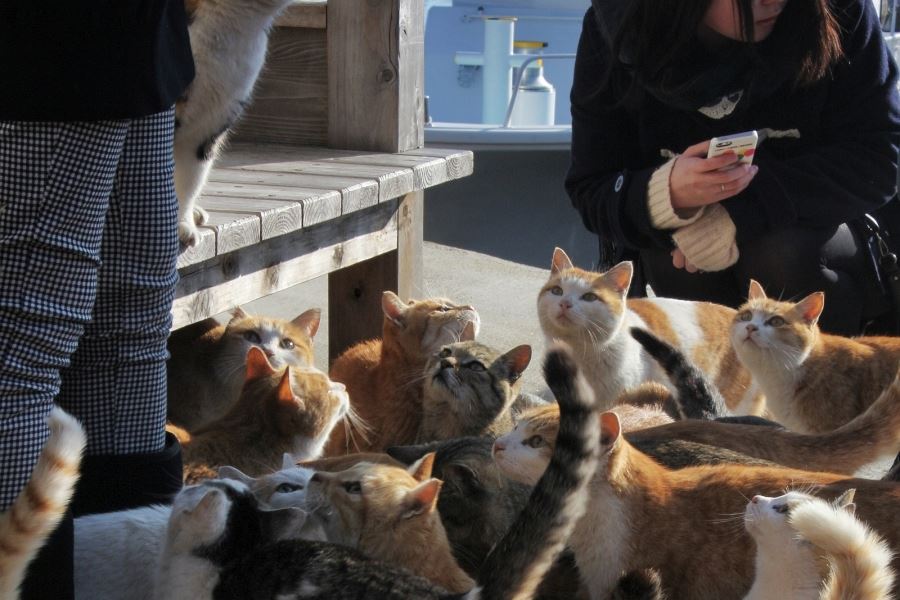 Cat Island (Aoshima) Food Experiences & Restaurants