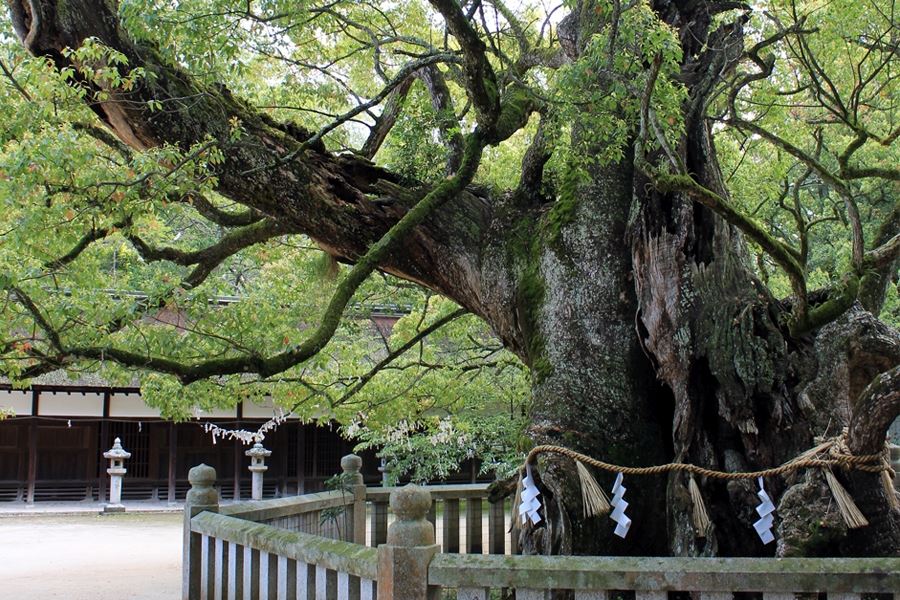 Oyamazumi Shrine ancient tree