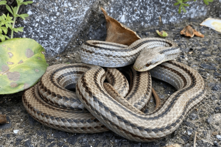 Shikoku’s Snakes