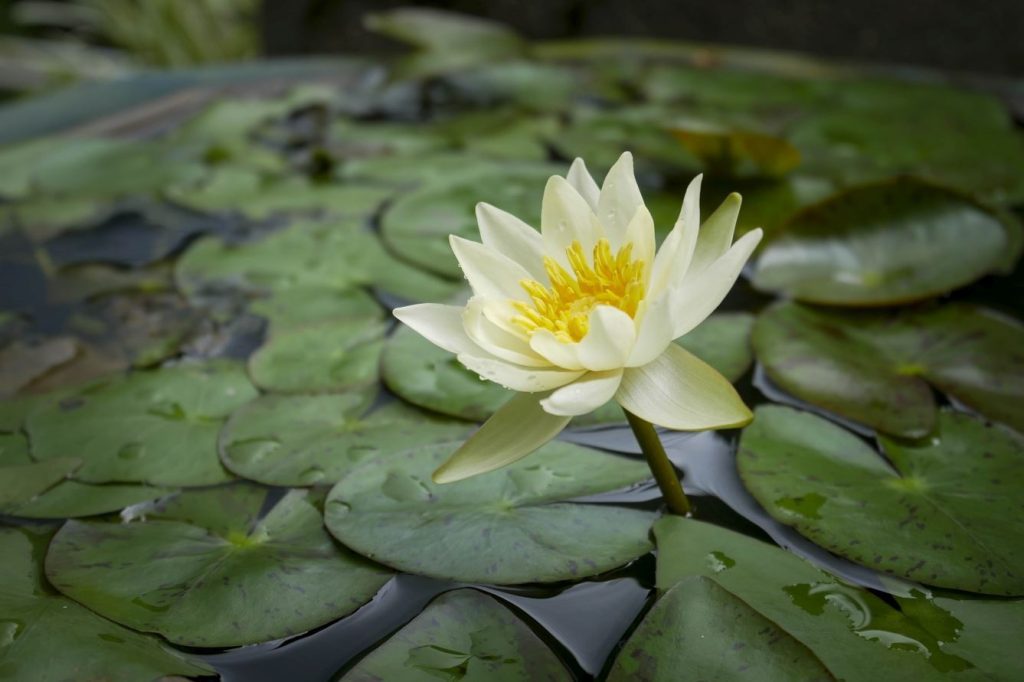 Gokuraku-ji lotus flower