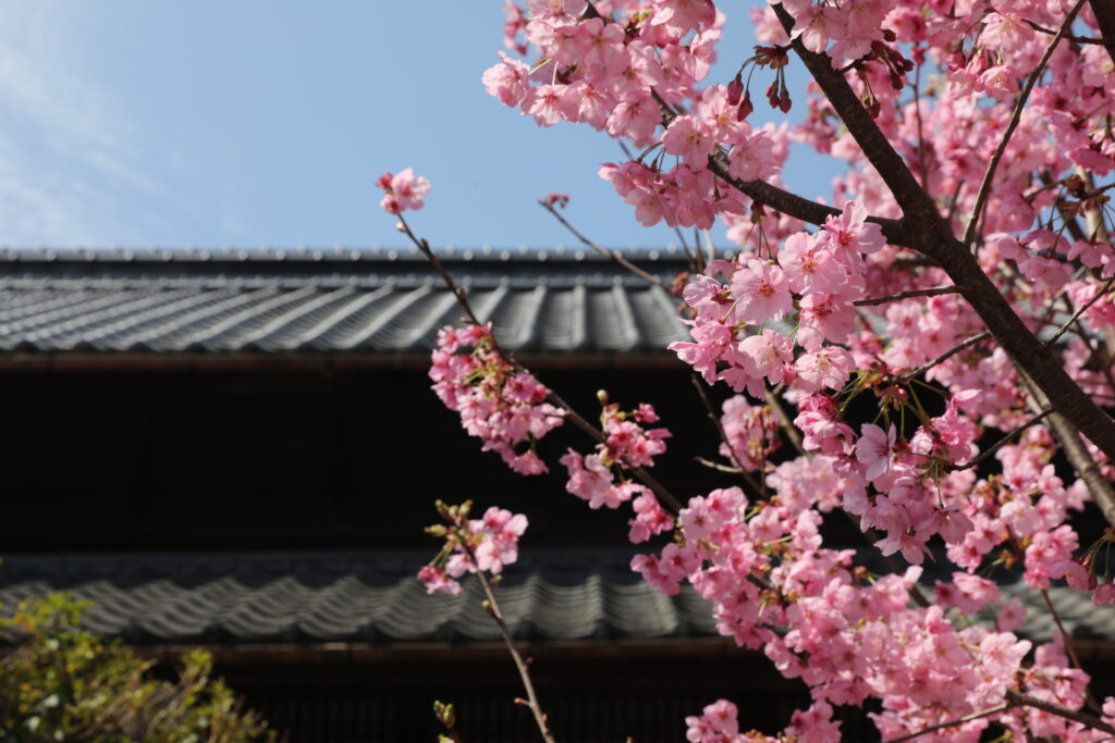 Sakura cherry blossoms in Shikoku