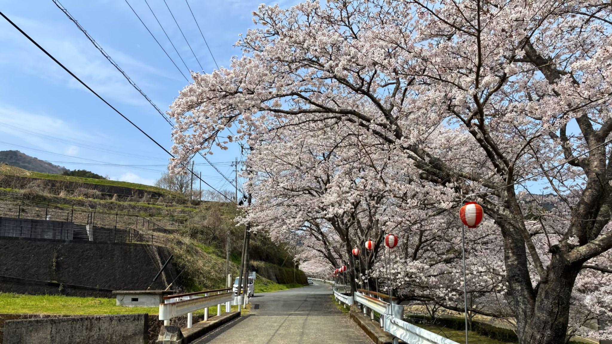 Blooming cherry trees at Akanma Riverside Park in Seiyo City.