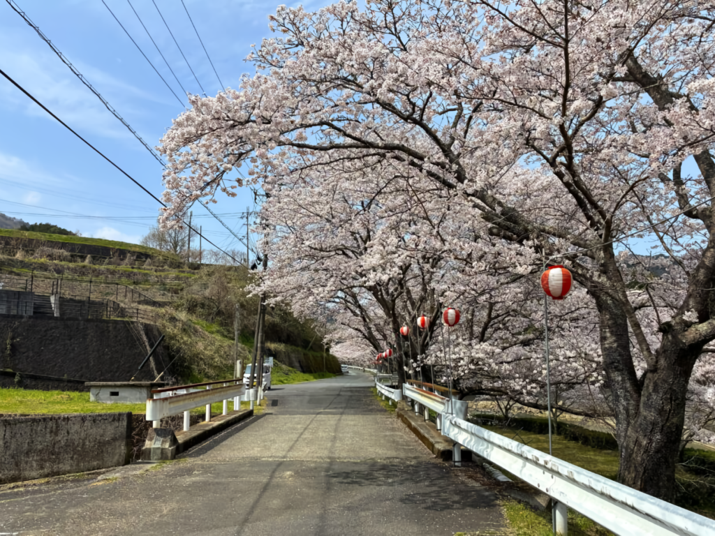 Blooming cherry trees at Akanma Riverside Park in Seiyo City.