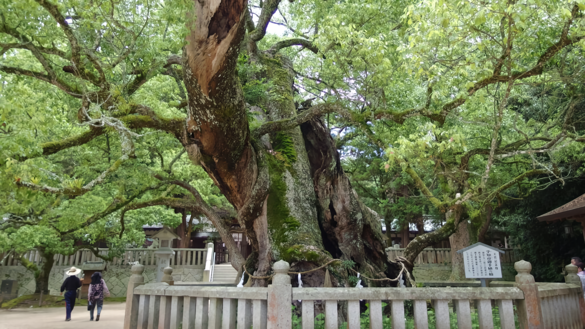 A colossal camphor tree, estimated to be about 2,600 years old, is venerated within the grounds of Ehime Prefecture’s Oyamazumi Shrine. 