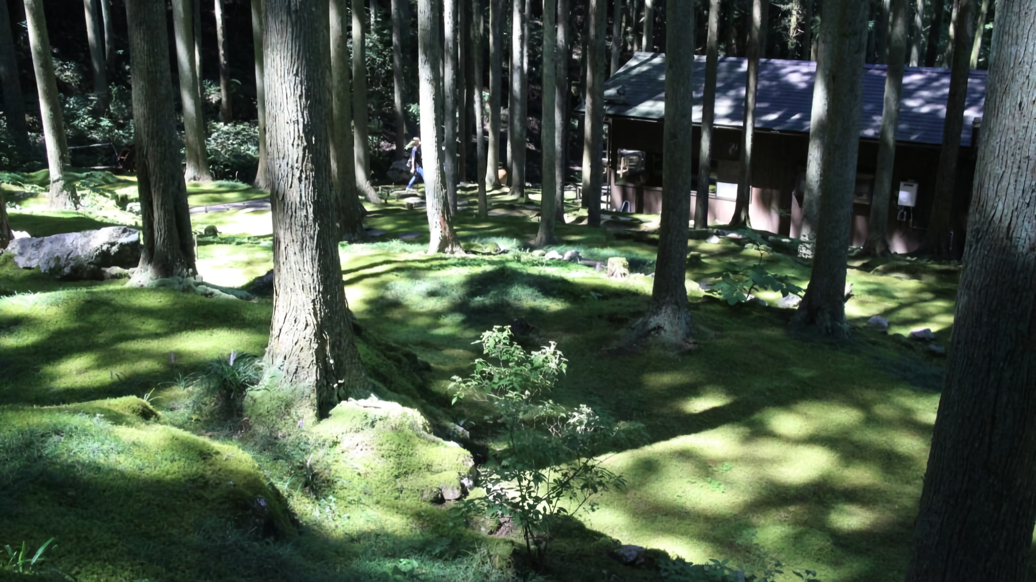 The lush green moss garden at Kokemushiro in Seiyo City, Ehime, Japan.