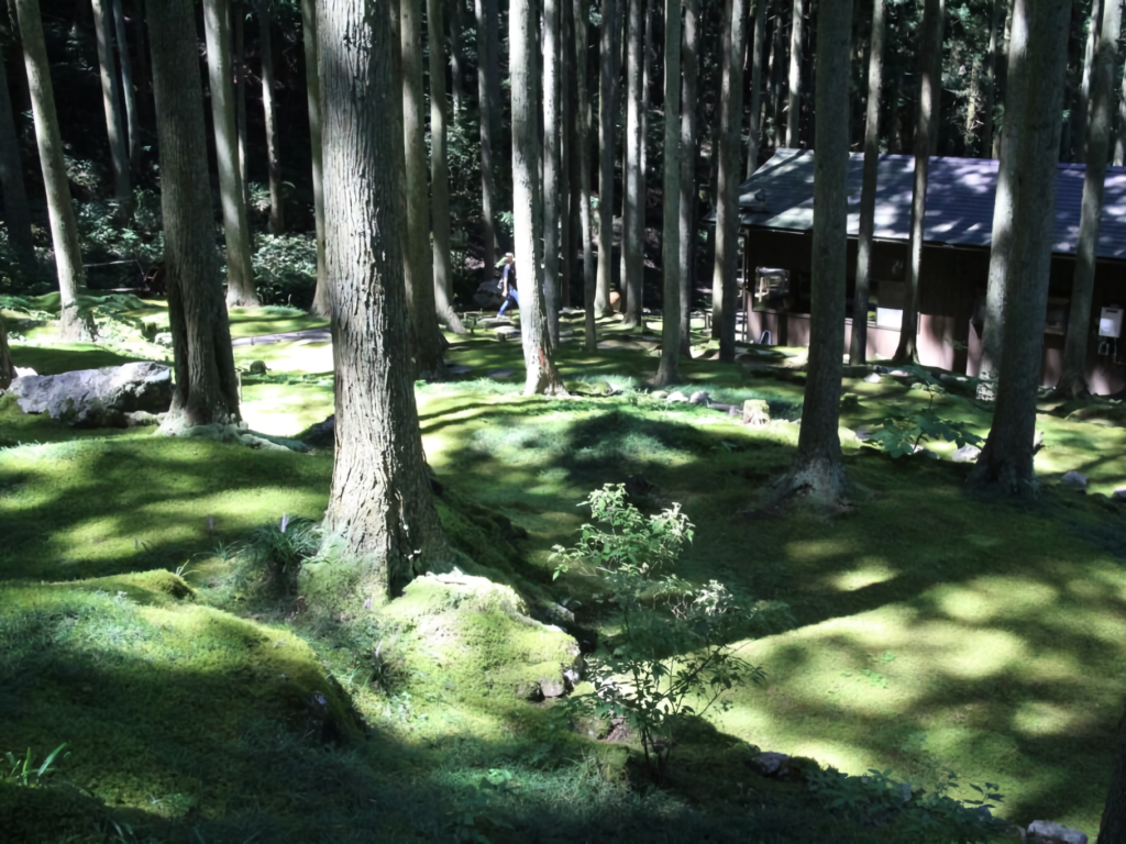 The lush green moss garden at Kokemushiro in Seiyo City, Ehime, Japan.
