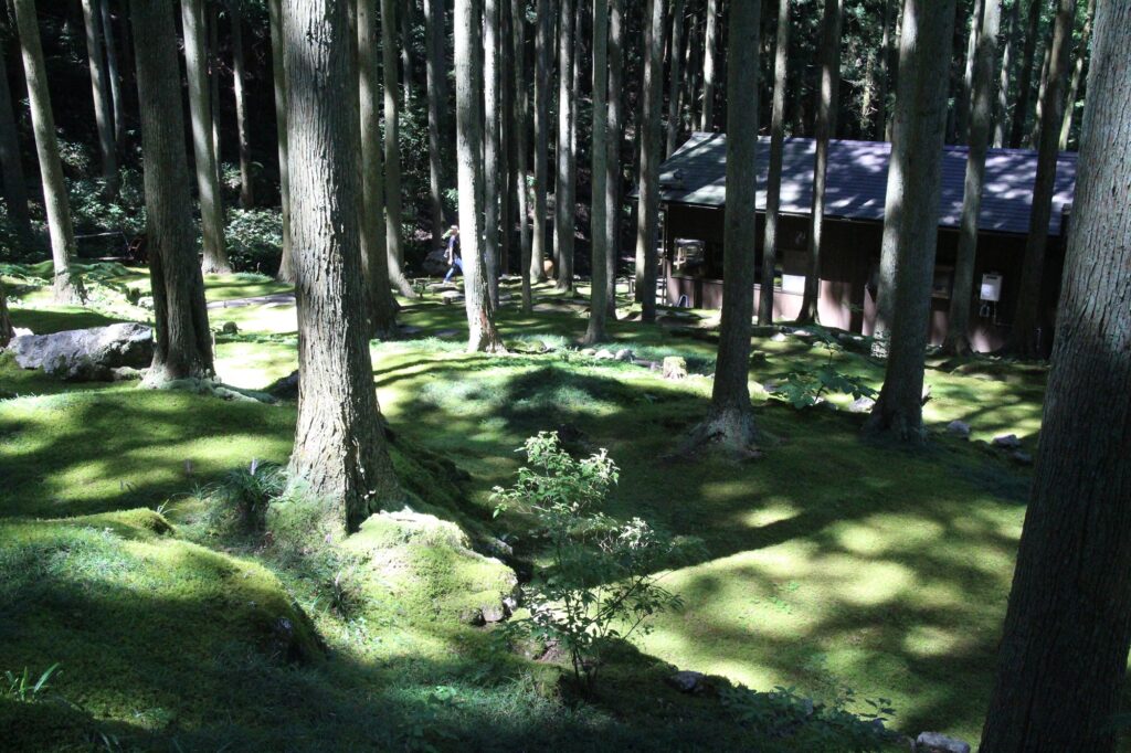 The lush green moss garden at Kokemushiro in Seiyo City, Ehime, Japan.