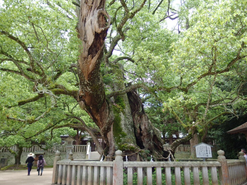 A colossal camphor tree, estimated to be about 2,600 years old, is venerated within the grounds of Ehime Prefecture’s Oyamazumi Shrine. 