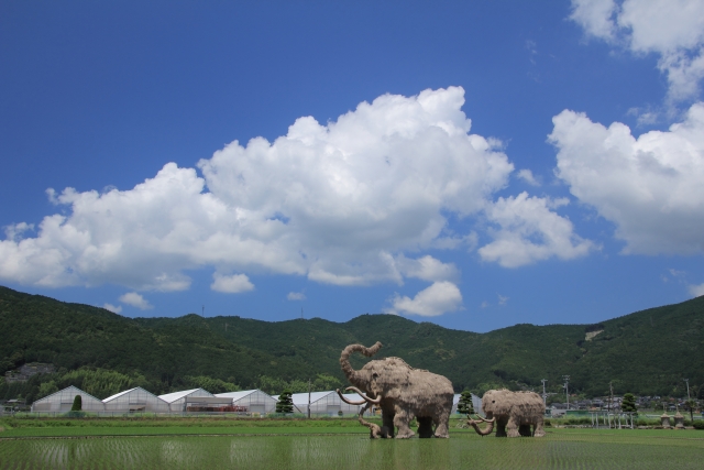 A family of giant straw mammoth sculptures standing in a rice paddy in Seiyo City, Ehime Prefecture.
