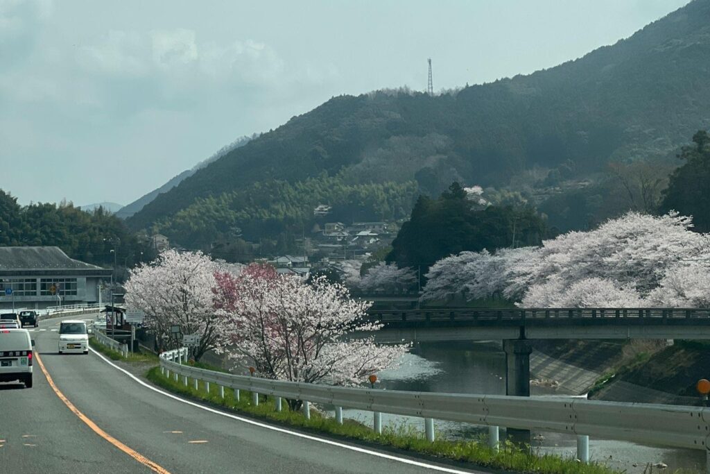A scenic view of cherry blossoms along the riverbank at Akanma Riverside Park. The background features the lush green mountains and the rural landscape of Uwa-cho.