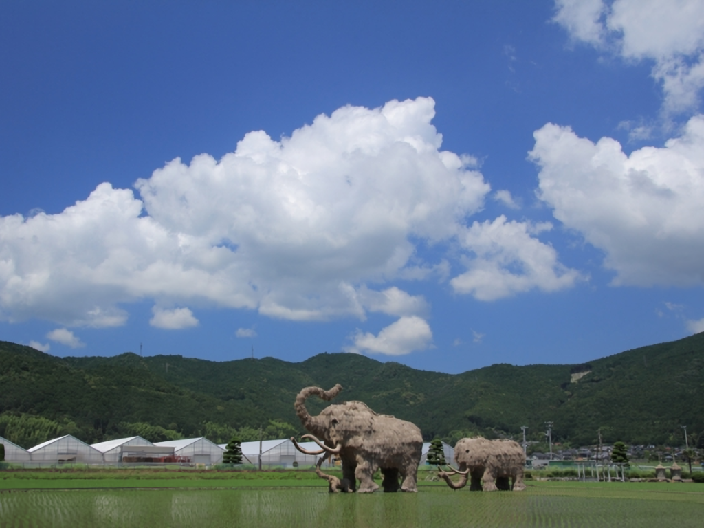 A family of giant straw mammoth sculptures standing in a rice paddy in Seiyo City, Ehime Prefecture.
