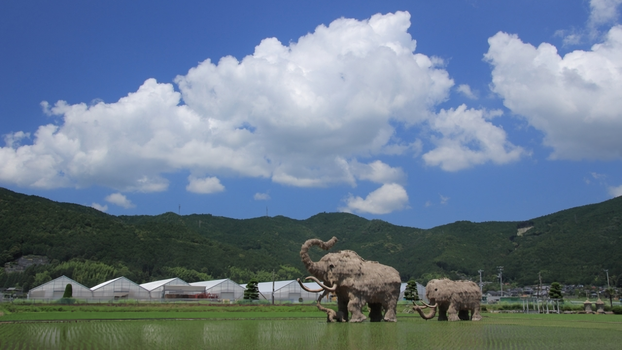 A family of giant straw mammoth sculptures standing in a rice paddy in Seiyo City, Ehime Prefecture.