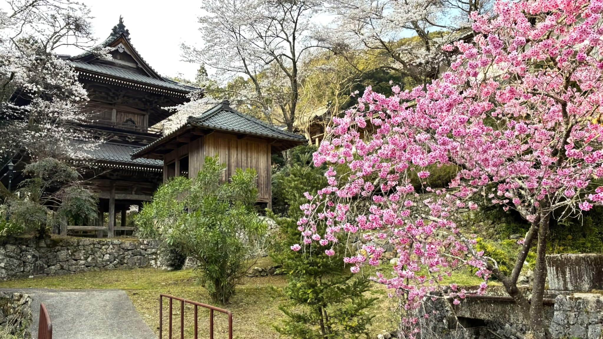 A spring scene at Ryusaku-ji Temple in Shirokawa, Seiyo City.