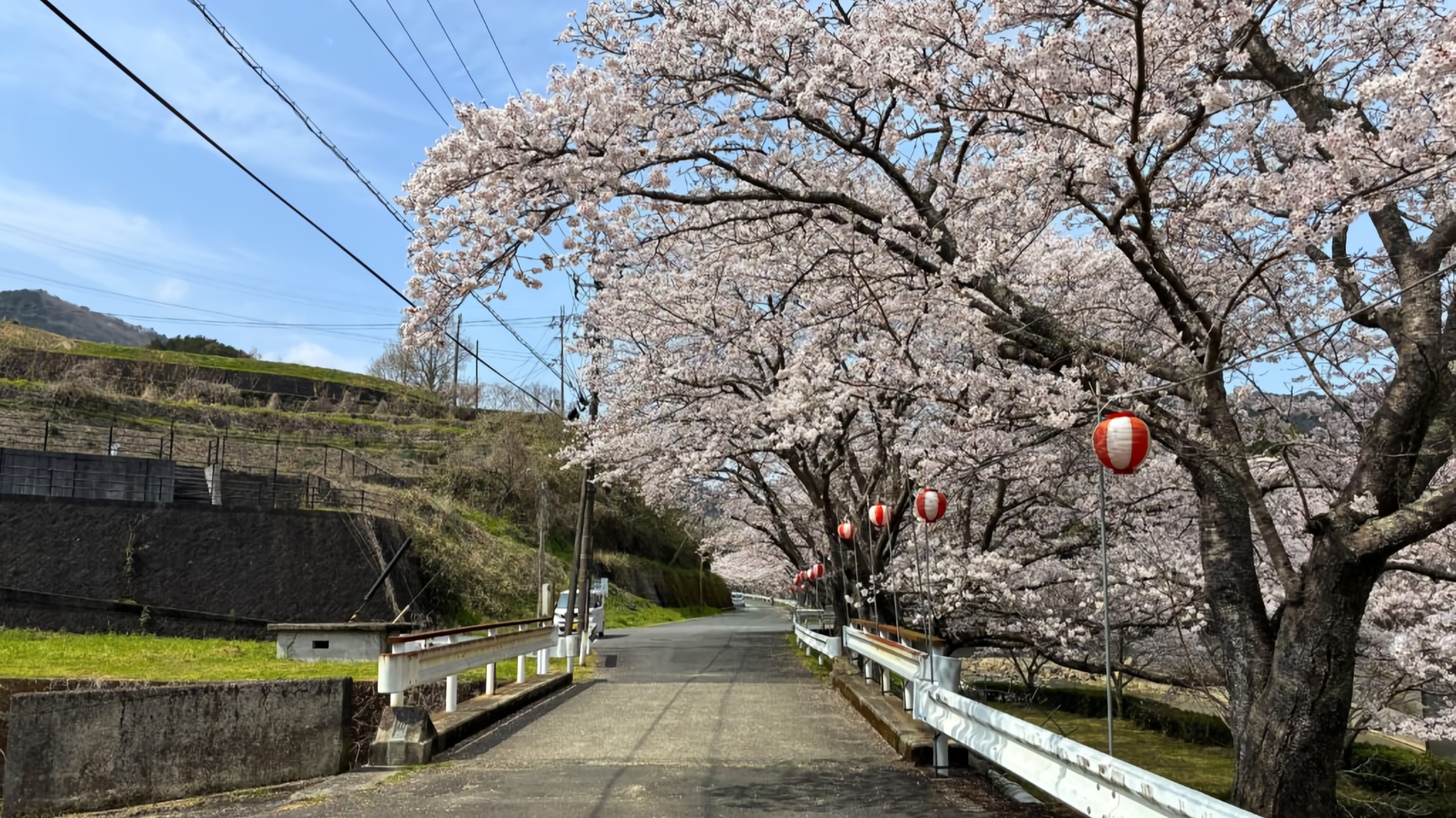A row of cherry trees in full bloom lining a road at Akanma Riverside Park in Uwa-cho, Seiyo City.
