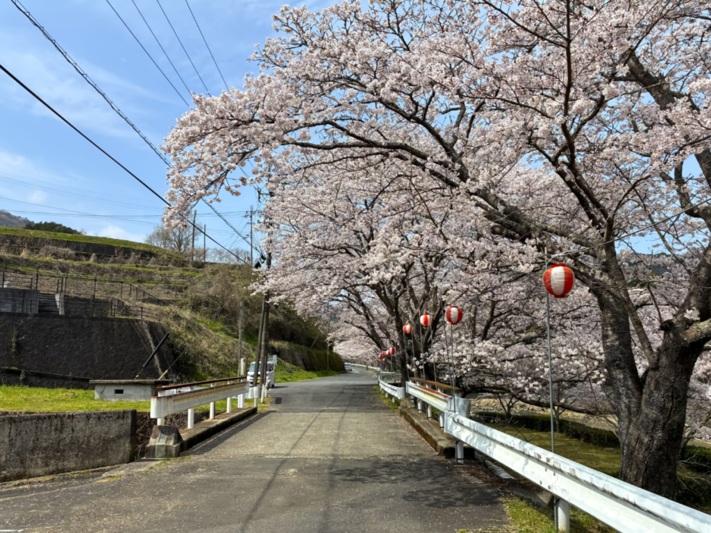 A row of cherry trees in full bloom lining a road at Akanma Riverside Park in Uwa-cho, Seiyo City.