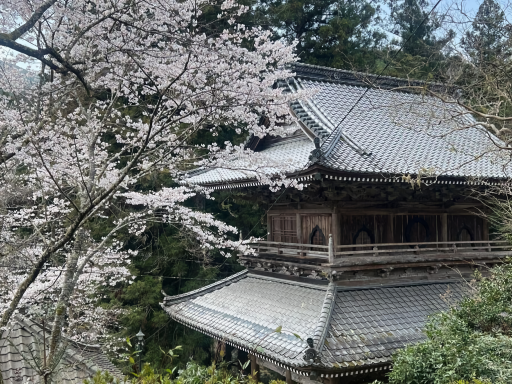Ryutaku-ji Temple in Seiyo City offers a timeless atmosphere with moss-covered paths, ancient cedars, and a uniquely peaceful cherry blossom experience accompanied by the song of Japanese warblers.