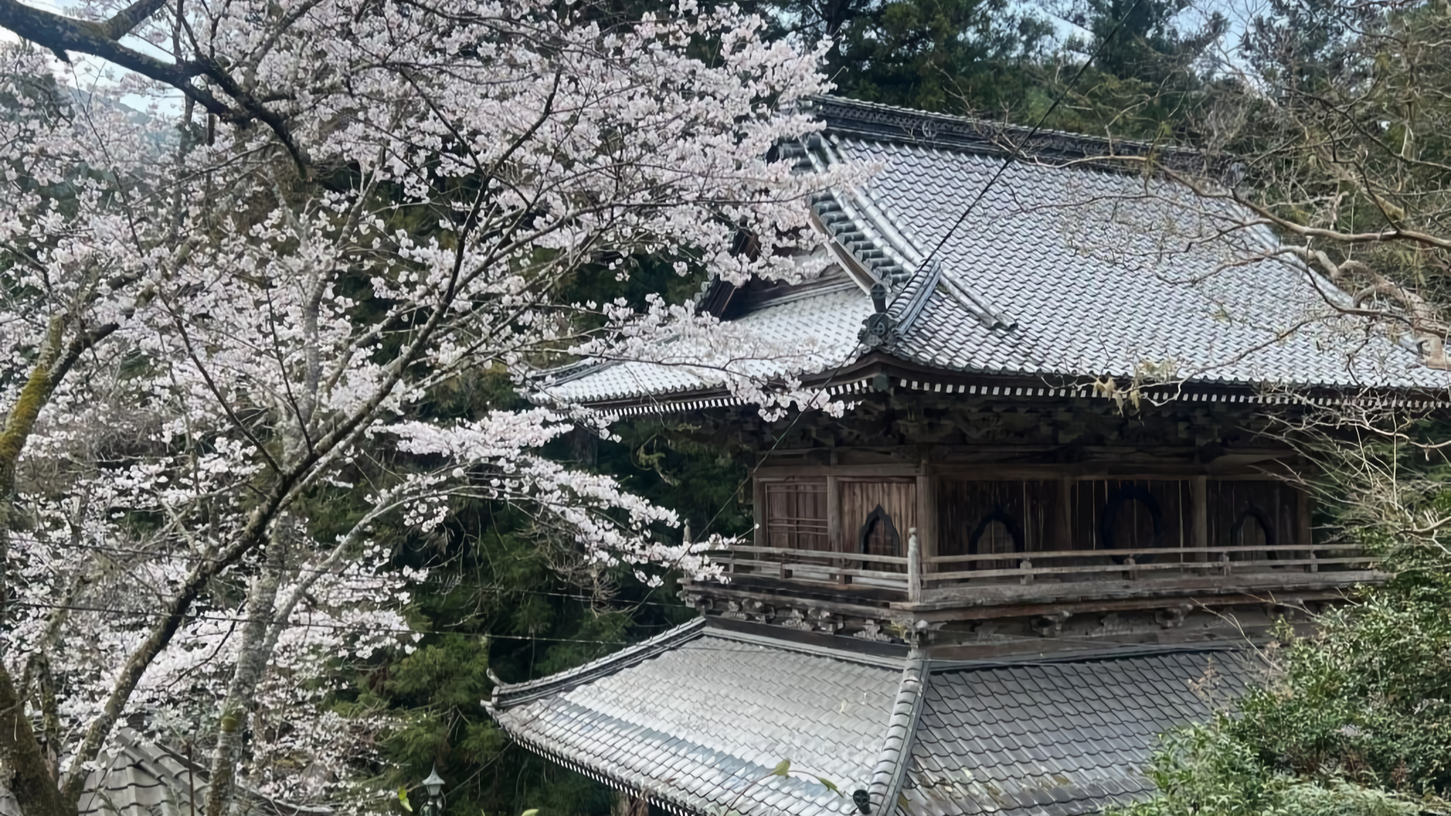 Ryutaku-ji Temple in Seiyo City offers a timeless atmosphere with moss-covered paths, ancient cedars, and a uniquely peaceful cherry blossom experience accompanied by the song of Japanese warblers.