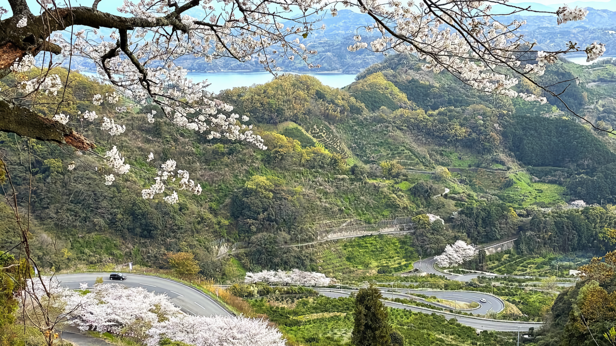 A scenic view of the cherry blossom grove at Nofuku Pass in Akehama-cho, Seiyo City.