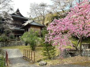 A spring scene at Ryusaku-ji Temple in Shirokawa, Seiyo City. In the background of a vibrant pink weeping cherry tree in full bloom stands a traditional, multi-roofed wooden temple gate atop a stone wall, with a smaller wooden structure next to it.