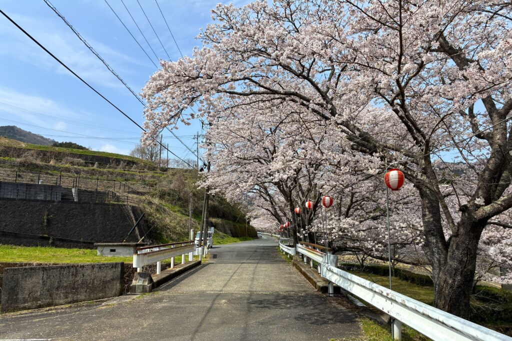 A row of cherry trees in full bloom lining a road at Akanma Riverside Park in Uwa-cho, Seiyo City. Red and white paper lanterns hang from the branches, creating a festive spring atmosphere.