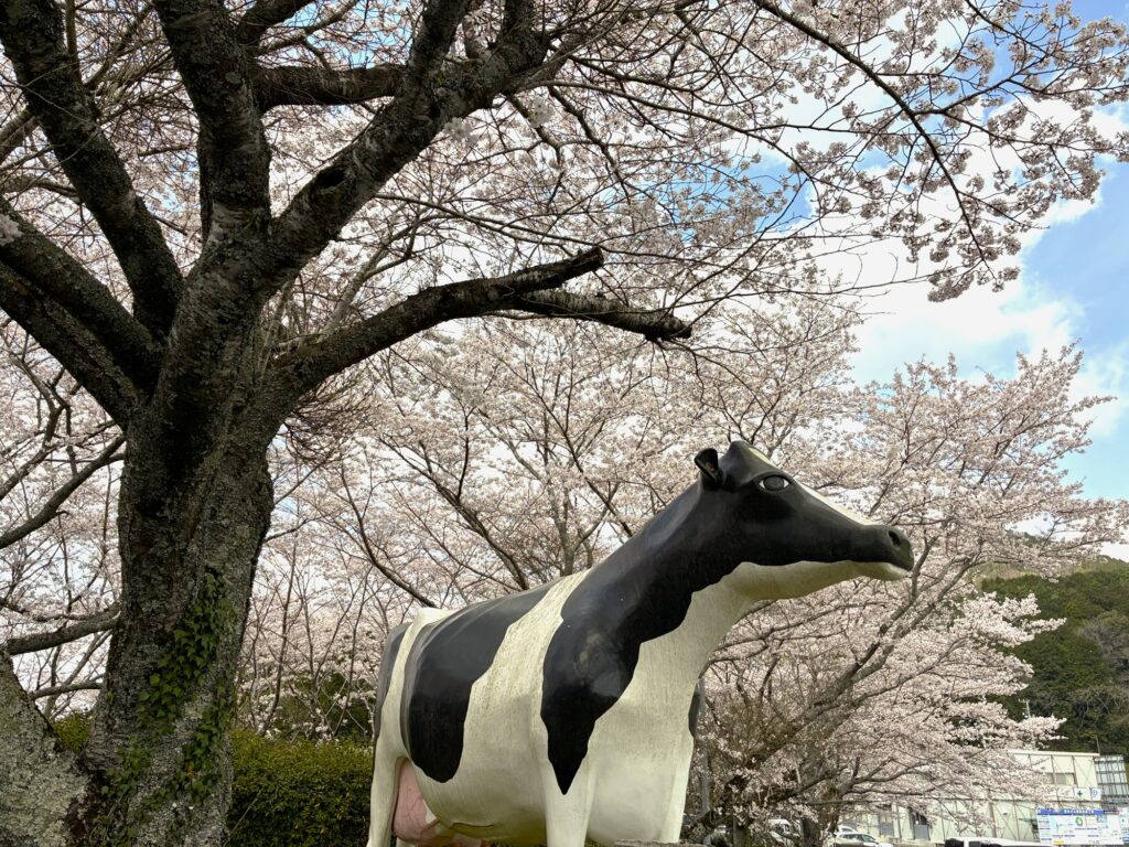 A cow statue stands beneath a canopy of cherry blossoms at Asagiri Lake Park. A thick tree trunk frames the left side of the shot, while pale pink blossoms fill the entire background, with the mountains of Nomura visible in the distance.