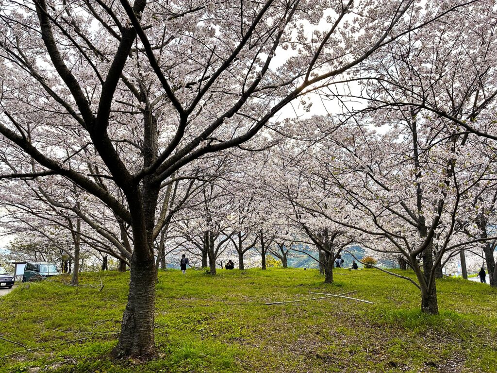 A scenic view of the cherry blossom grove at Nofuku Pass in Akehama-cho, Seiyo City. People are seen relaxing on the green grass under a canopy of Somei-Yoshino cherry blossoms.