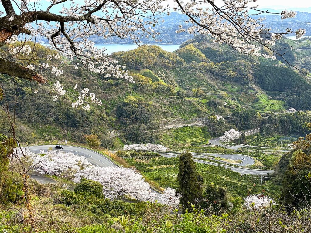 A breathtaking panoramic view from Nofuku Pass, overlooking a winding mountain road lined with cherry blossoms against the backdrop of the blue Uwa Sea. The contrast between the pink flowers and the sea is truly stunning.