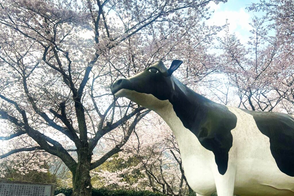 A giant Holstein cow statue stands against a backdrop of cherry blossoms in full bloom at Asagiri Lake Park in Nomura, Seiyo City. With large rocks positioned in the foreground, the cow appears to be gazing up at the sky under a clear spring day.