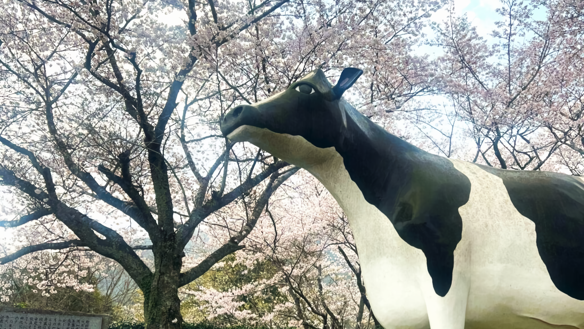 A cow statue stands beneath a canopy of cherry blossoms at Asagiri Lake Park