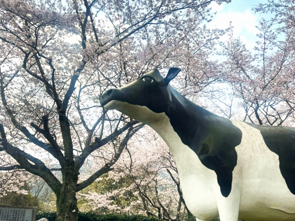 A cow statue stands beneath a canopy of cherry blossoms at Asagiri Lake Park