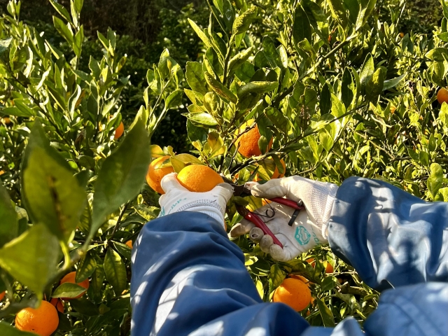 Close-up of a worker's hands carefully cutting a bright orange fruit from a lush mandarin tree with harvesting scissors.
