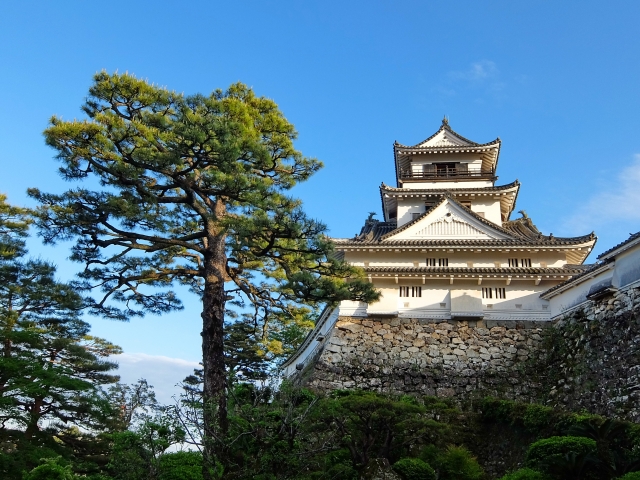 A tall pine tree stands prominently next to the white main tower of Kochi Castle atop its massive stone walls.