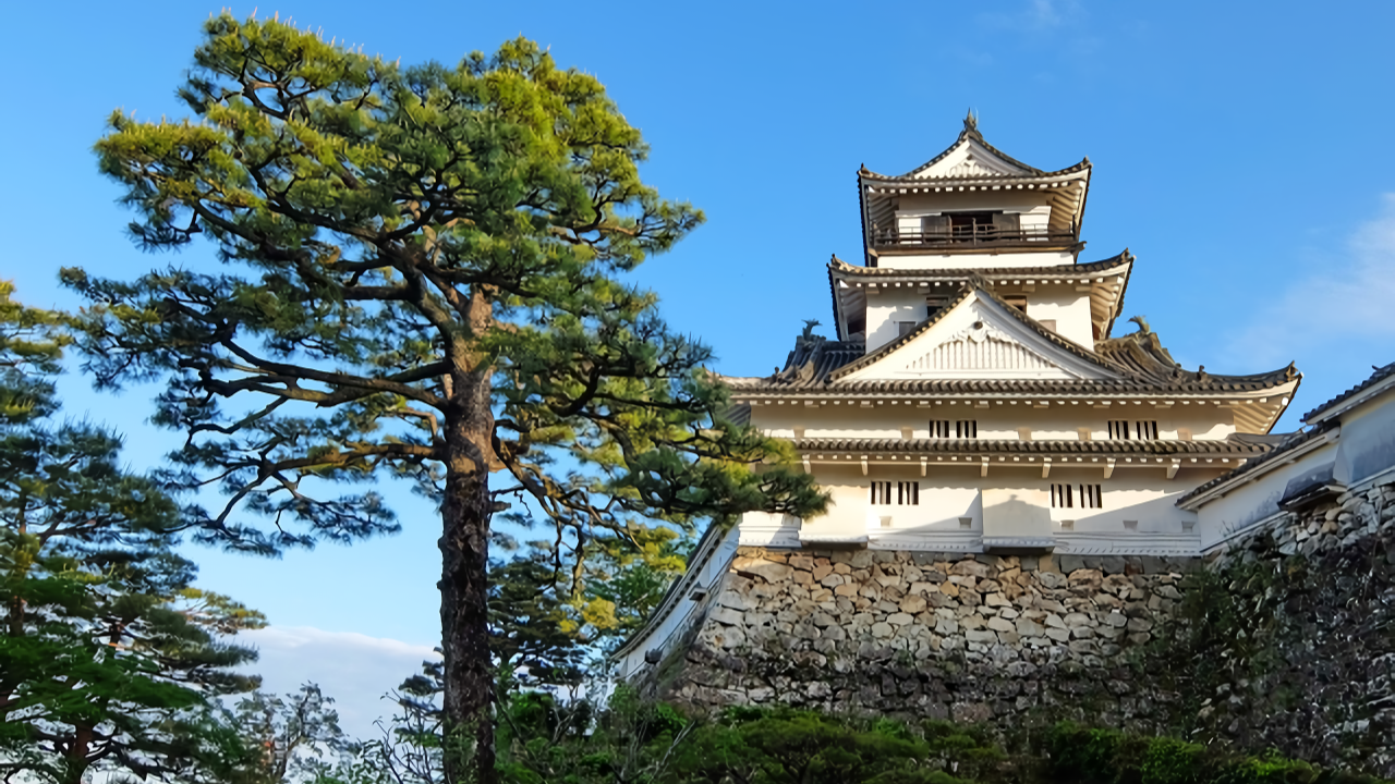 A tall pine tree stands prominently next to the white main tower of Kochi Castle atop its massive stone walls.