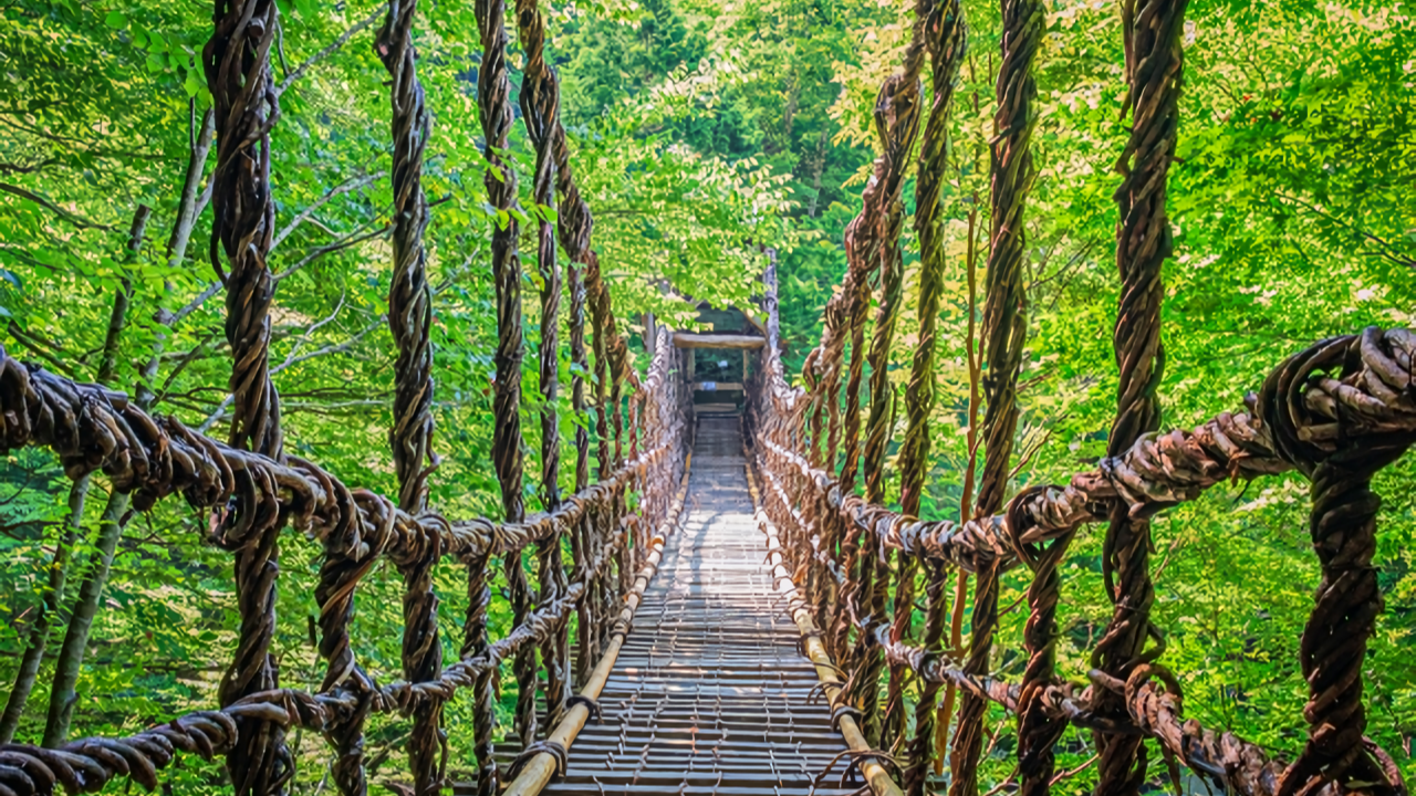 Looking straight down the vine-woven Kazura Bridge, its bamboo path lined with twisting vine handrails and surrounded by brilliant green forest on every side.
