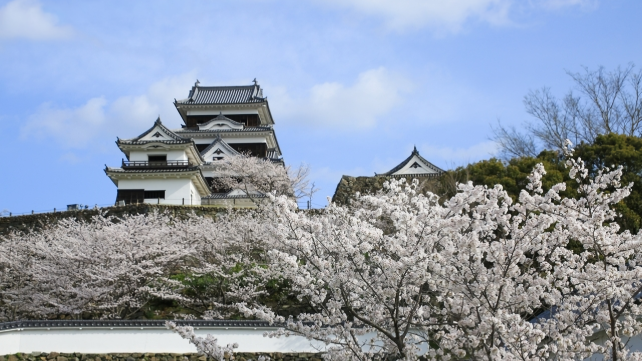 Beautiful cherry blossoms in full bloom frame the majestic Ozu Castle during a picturesque Japanese spring.