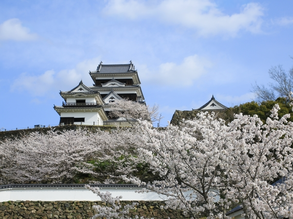 Beautiful cherry blossoms in full bloom frame the majestic Ozu Castle during a picturesque Japanese spring.