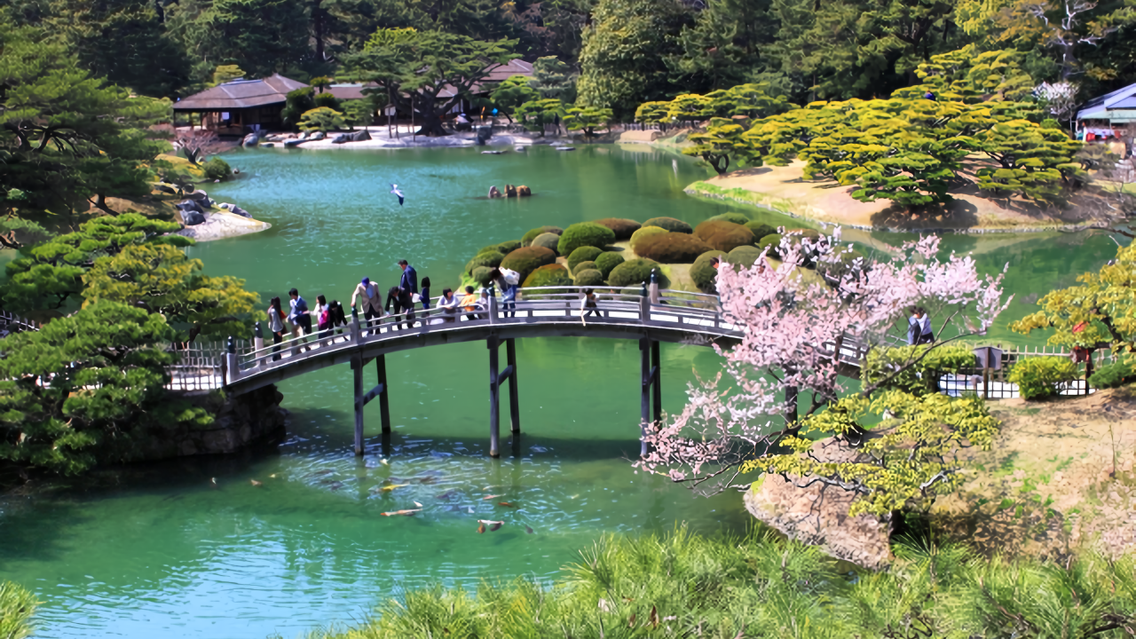 Visitors cross the iconic arched bridge beside a delicate cherry blossom tree, with the teahouse and emerald pond behind.
