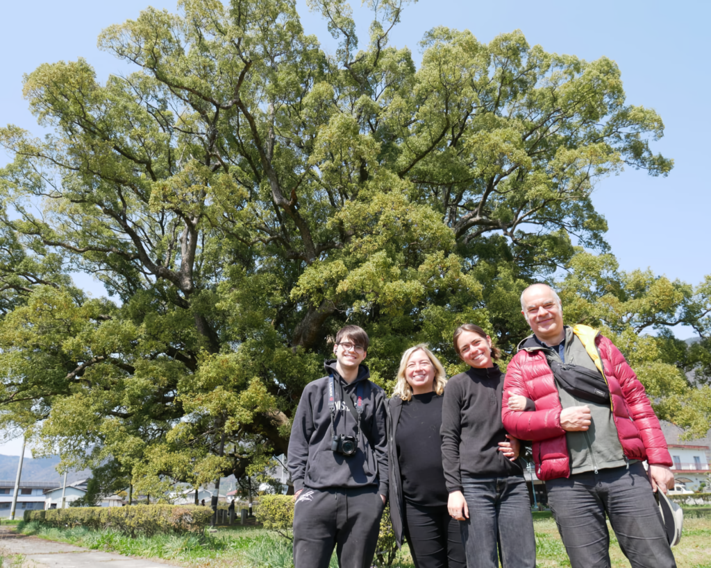 Huge camphor tree of Kamo