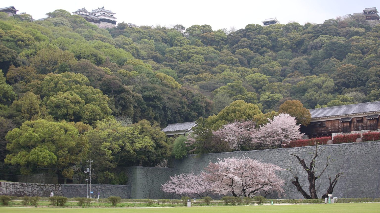 Cherry trees bloom in green space characteristic of the current state of the Sannomaru. The ninmoaru enclosure is in the middle of the photo, and the honmaru is visible at top.