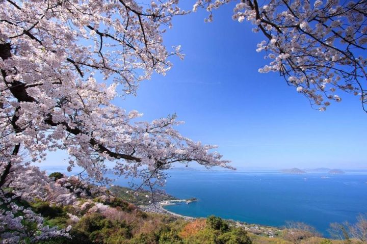 Cherry_blossom_at_Mt._Shiudeyama_2