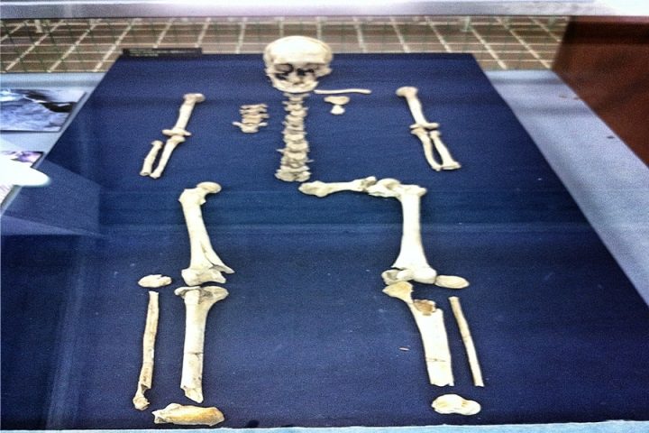 Mikawa-skeleton