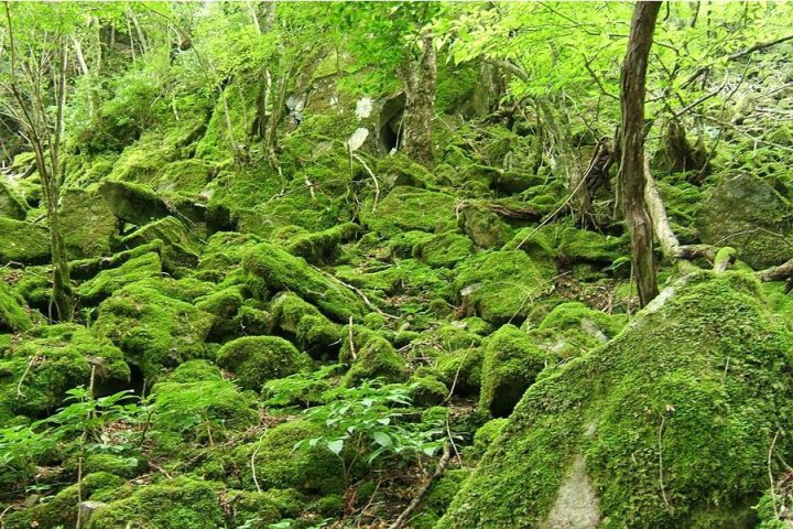 Nametoko-Gorge-moss
