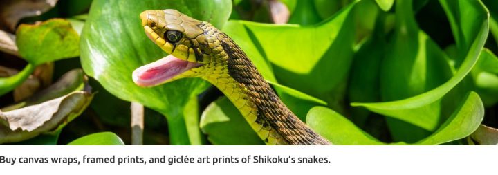 Picfair_Shikoku_snakes