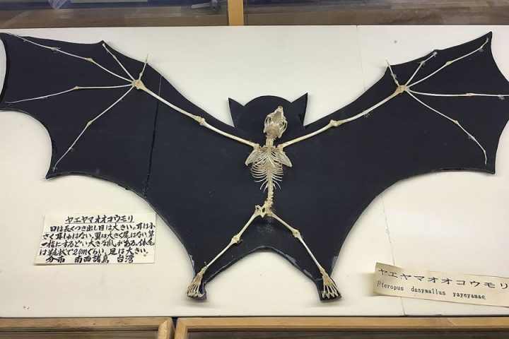 Ryugado-Caves-bat