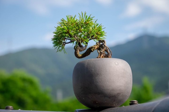Saijo_bonsai