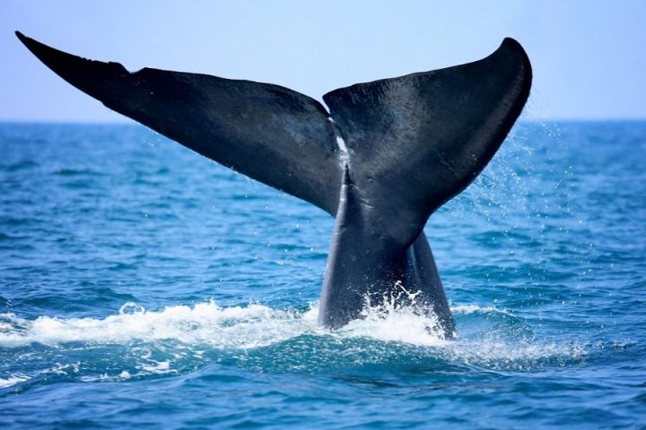 Whale-tail